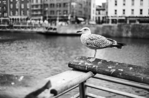 Dublin